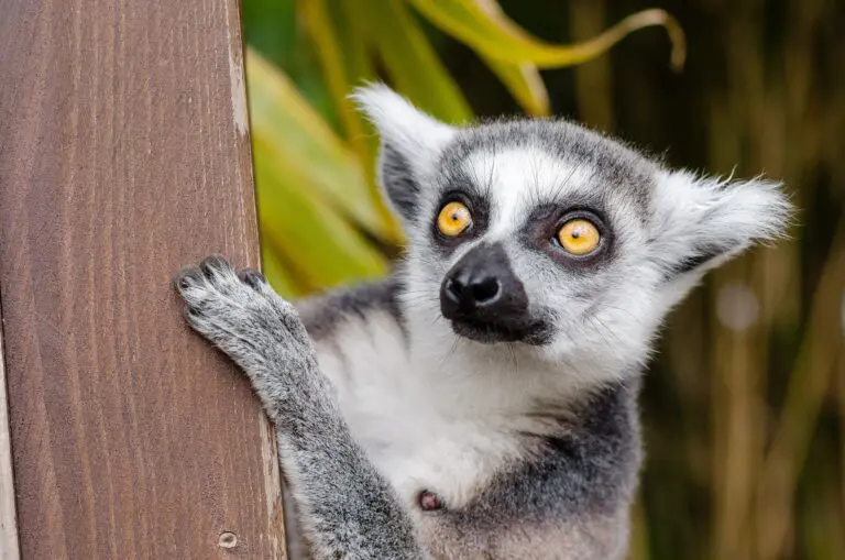 Lemur Ring Tailed Lemur Primate Mammal