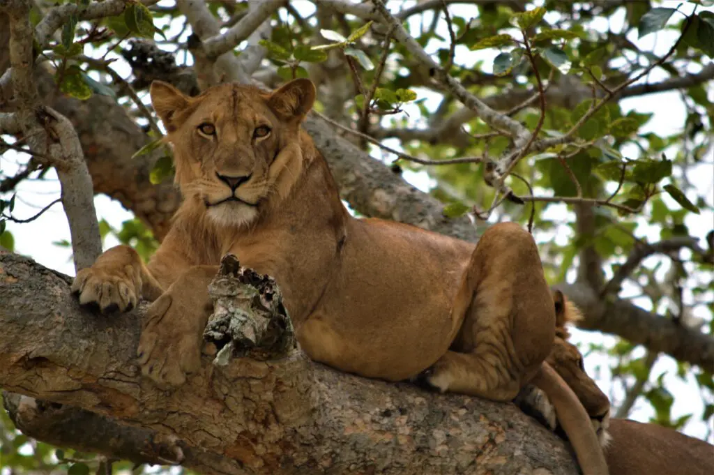 Lion In Ishasha