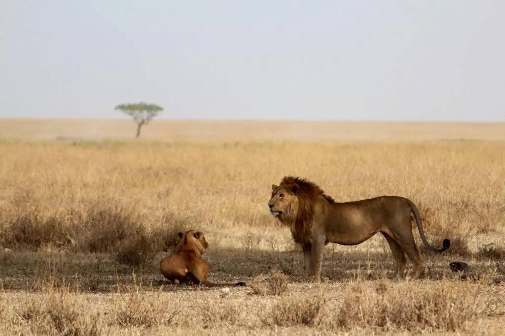Löwe in den Ebenen der Serengeti