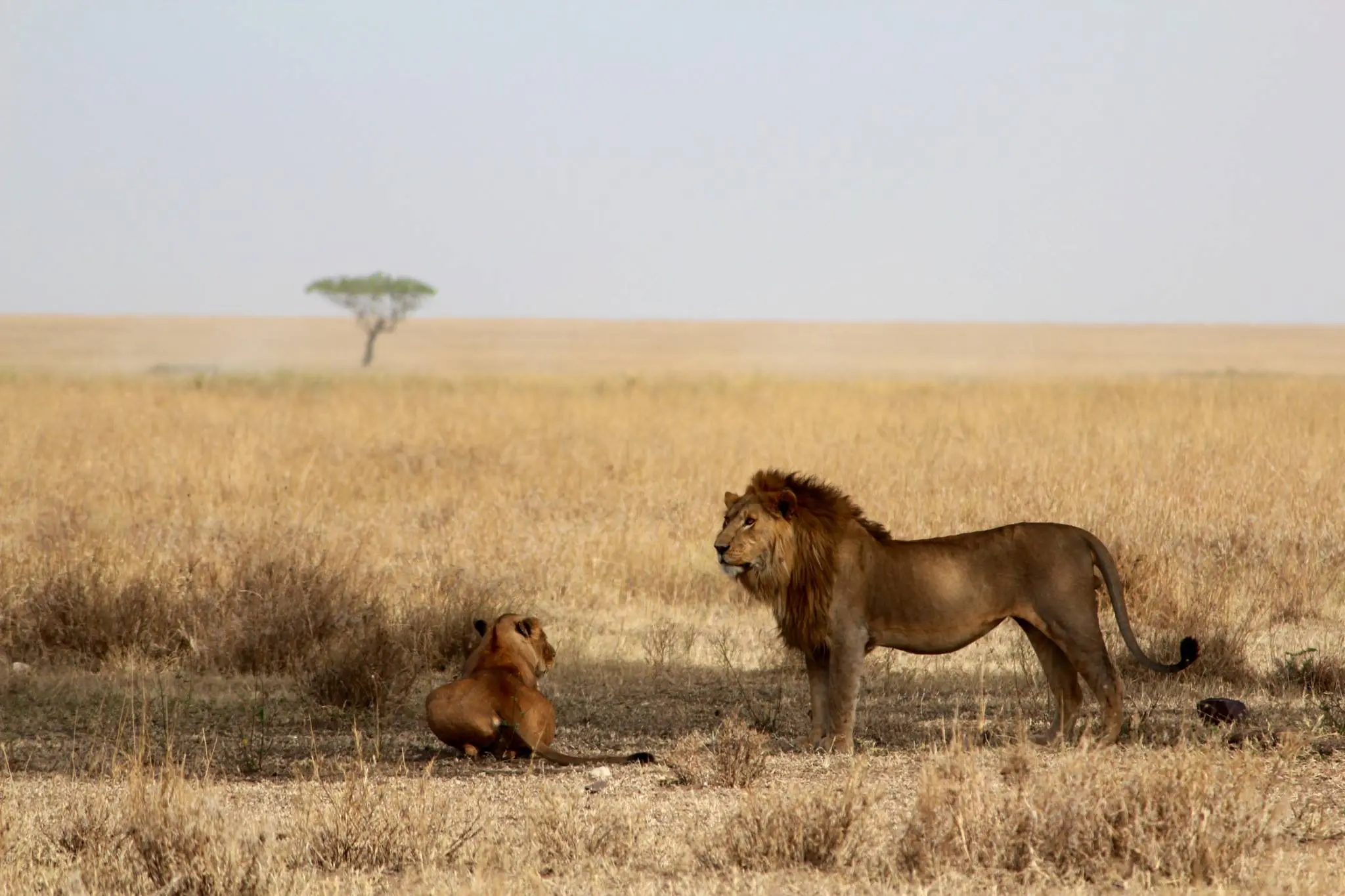 Lion on the Serengeti plains