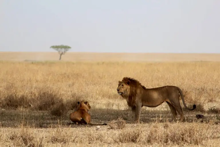 Male Lion Serengeti Plains