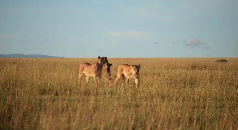 Lionesses With Cups In Maasai Mara