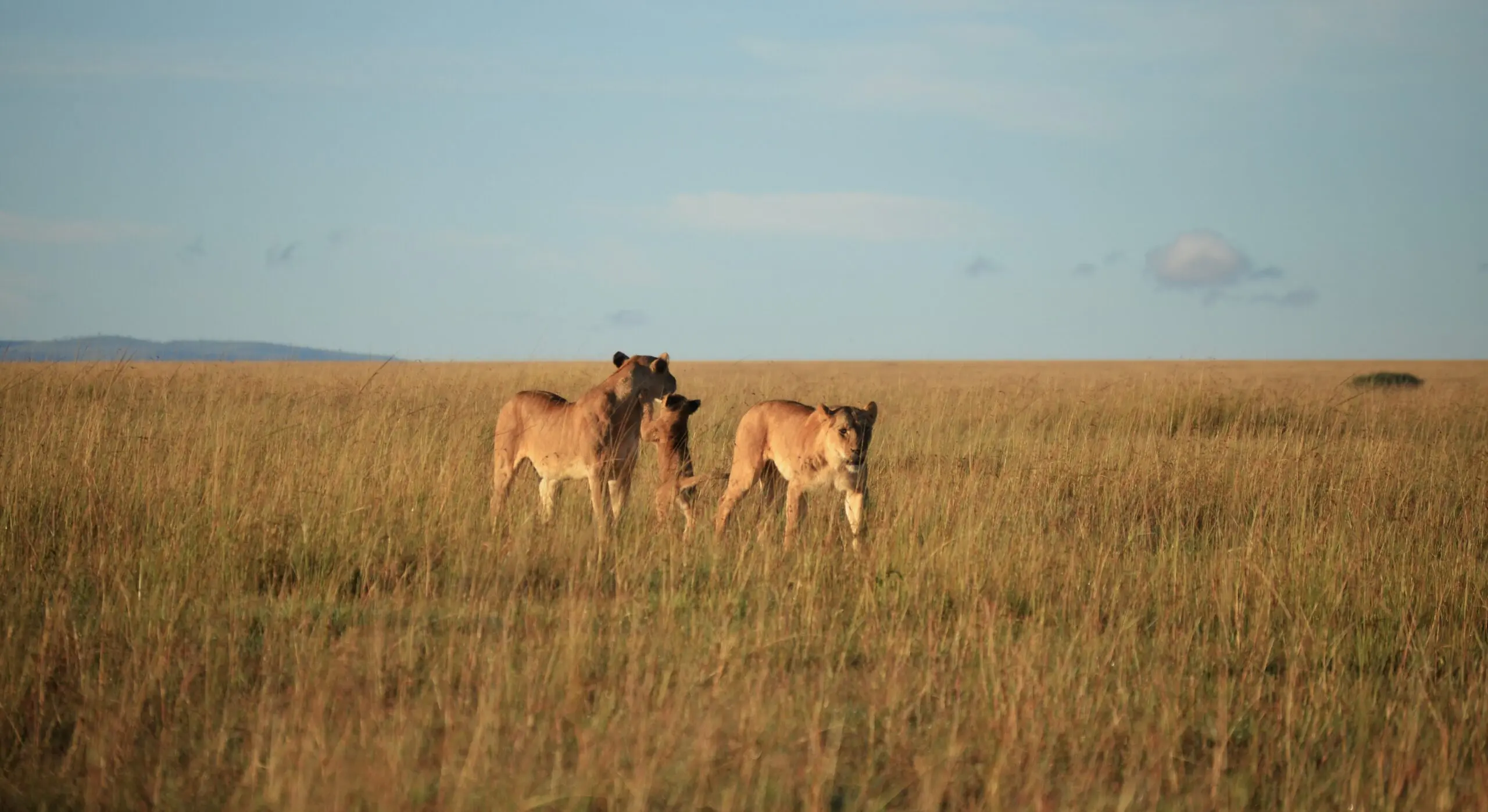 Lionesses With Cups In Maasai Mara