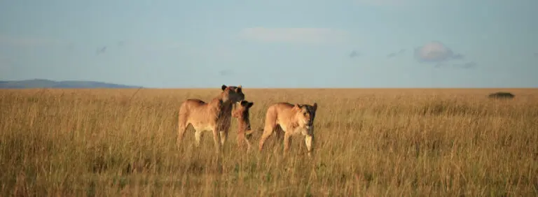 Lionesses With Cups In Masai Mara