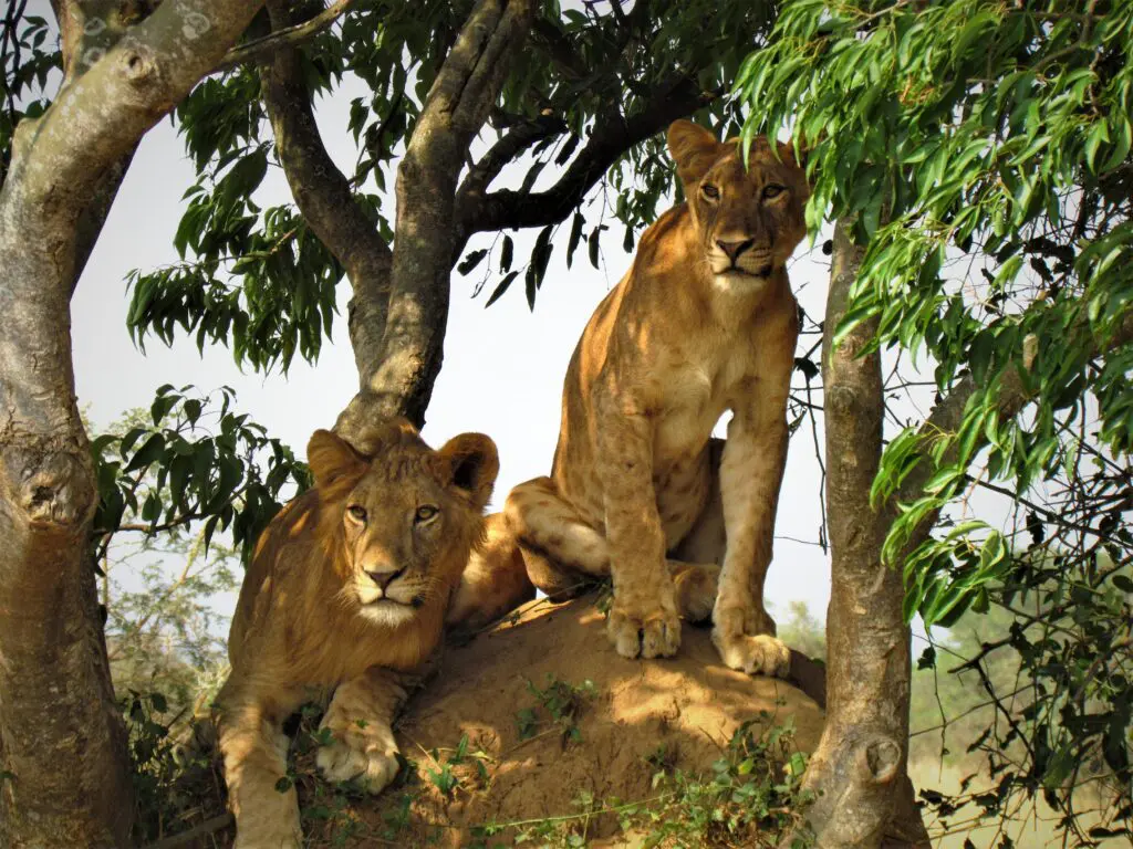 Lions Tree Climbing In Ishasha NP