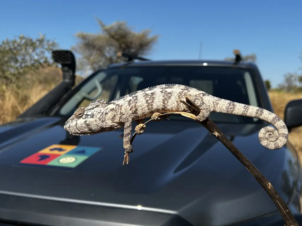 Lizzard In Front Of Double Cab Captured By Pascal Ruegg