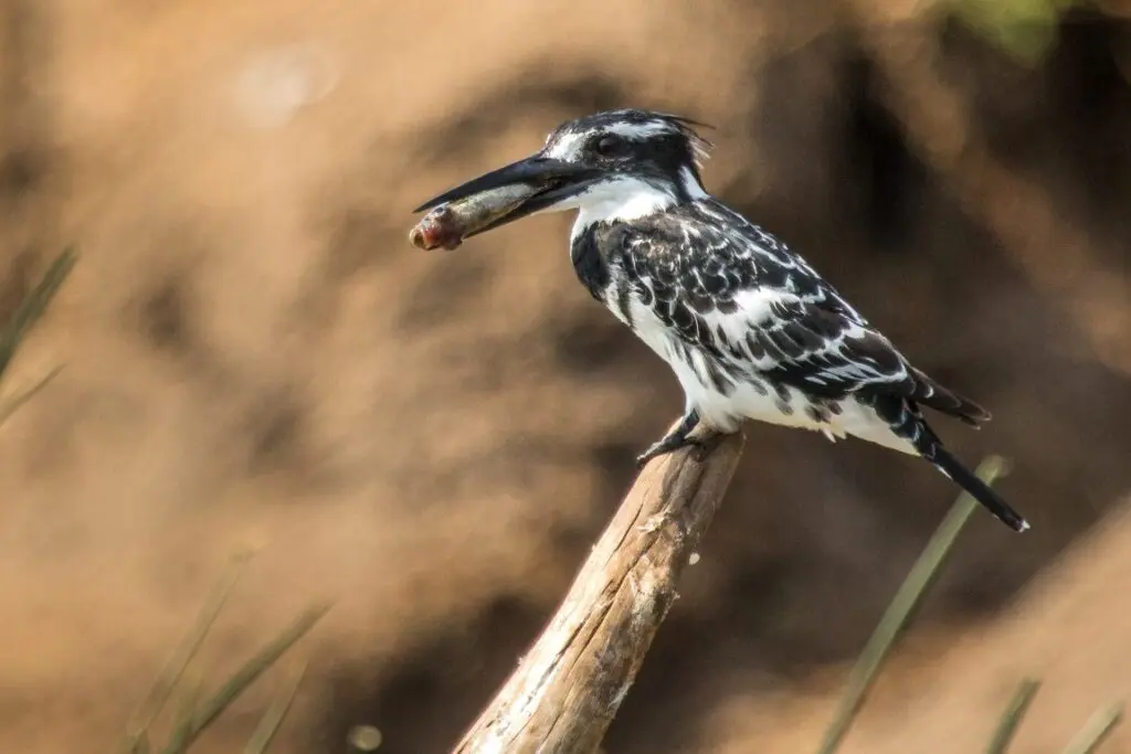 Pied Kingfisher Uganda Birds