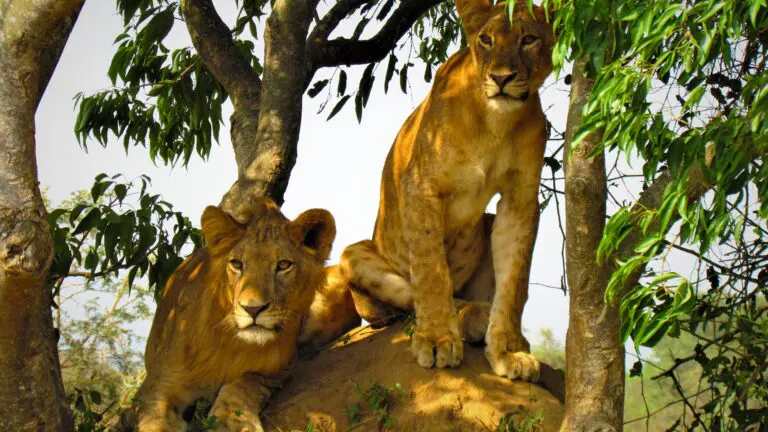 Three climbing lions in Queens Elizabeth National Park, Uganda