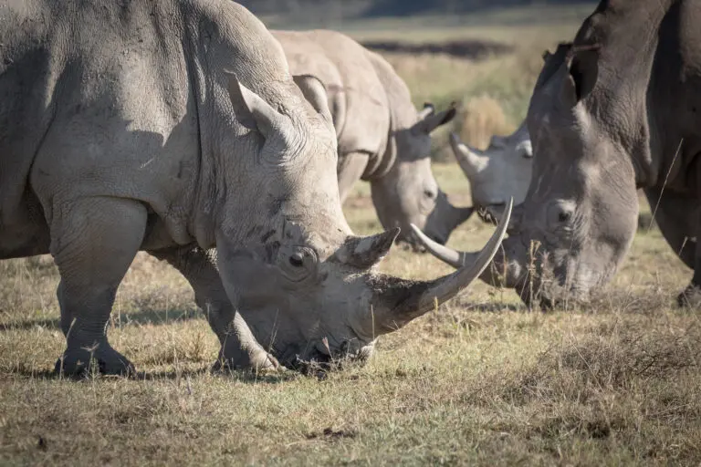 Rhino's Closeup Grazing Mark Schutz