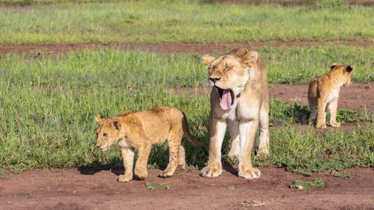 Lioness with her cup