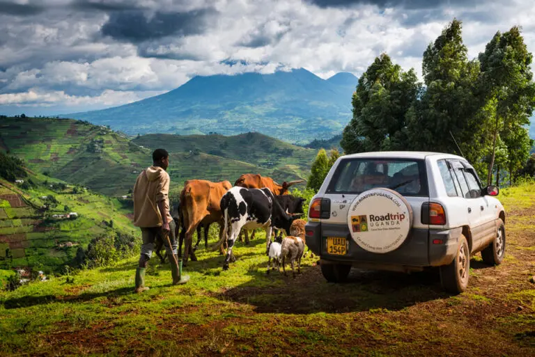 Cows near your vehicle during your road trip in Uganda