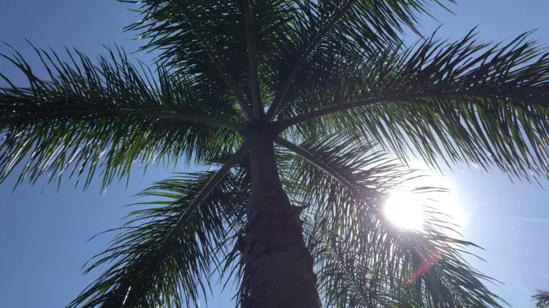 A palm tree over the border in Rwanda