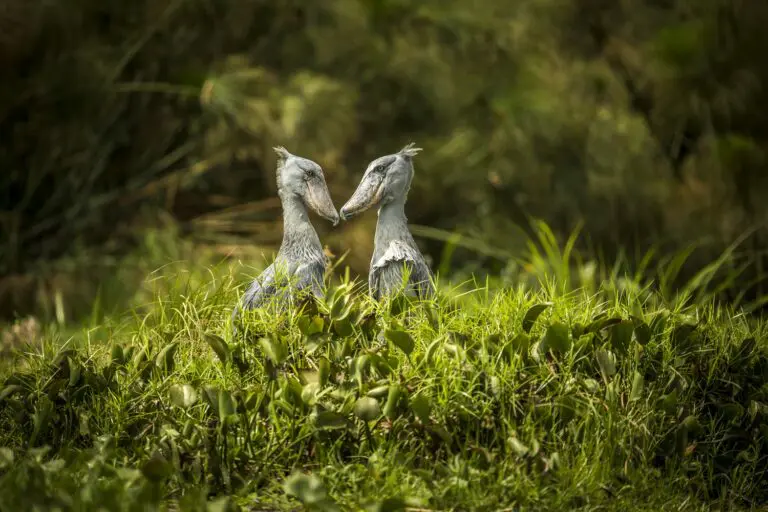 Shoebill Birds