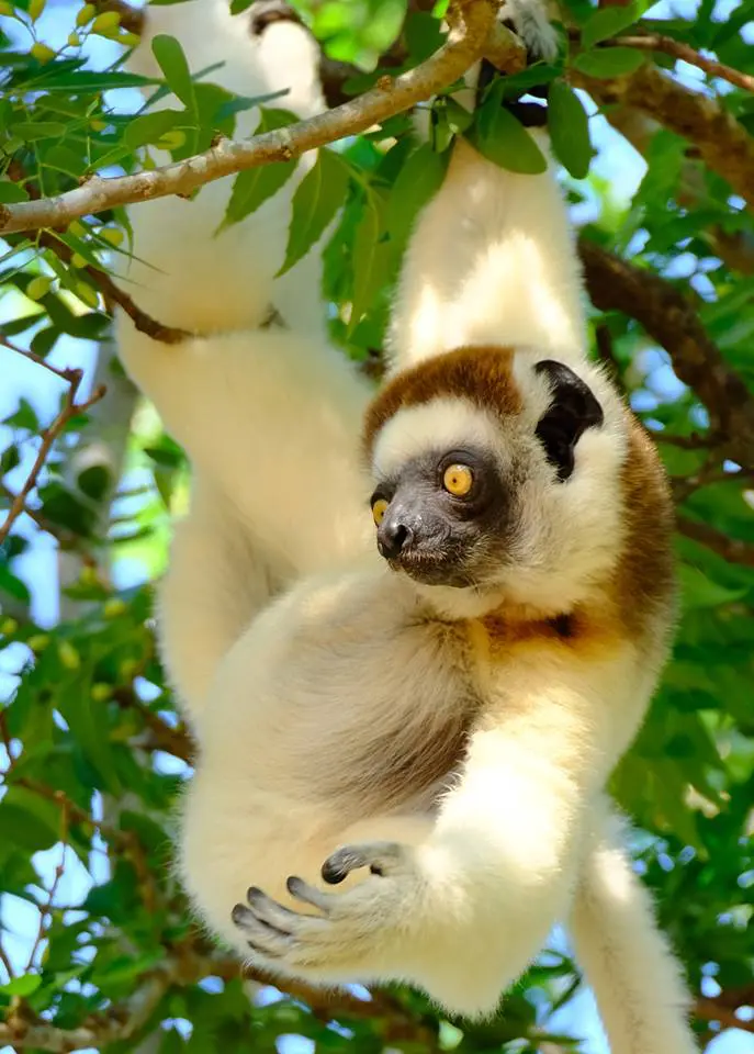 Sifaka in Andasibe National Park