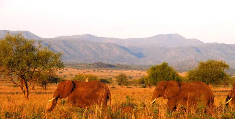 Sunset And Elephants In Kidepo