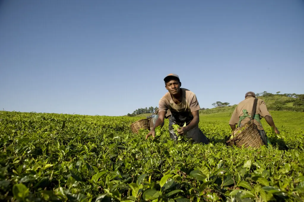 Local men working hard at the tea plantation in Uganda