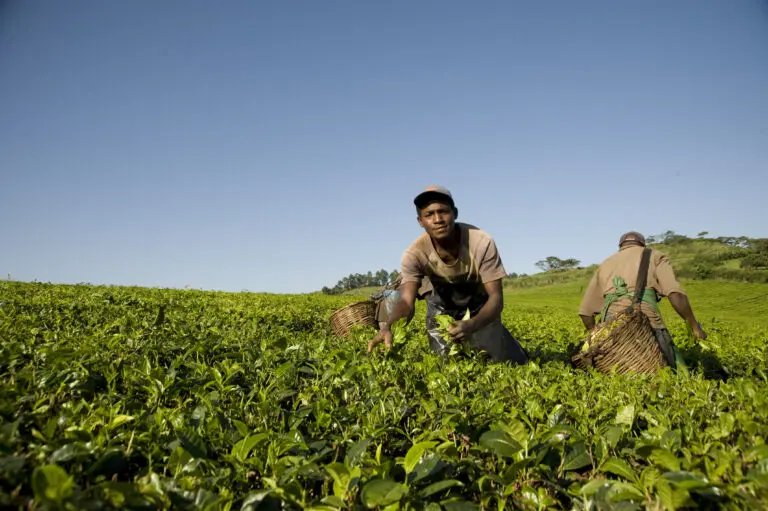 Local men working hard at the tea plantation in Uganda