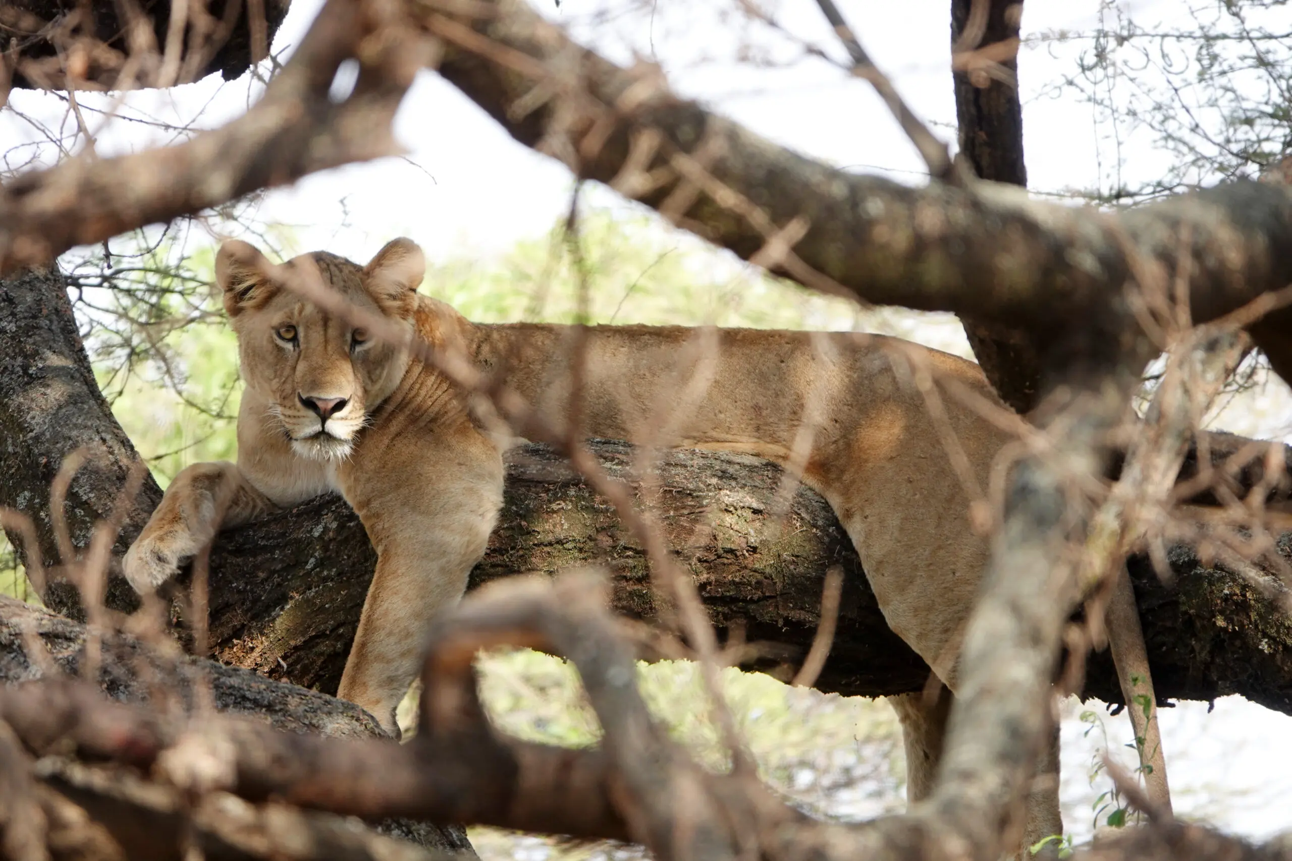Tree climbing lion