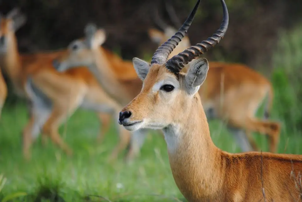 Ugandan Kob By Ellen Van Oostrum