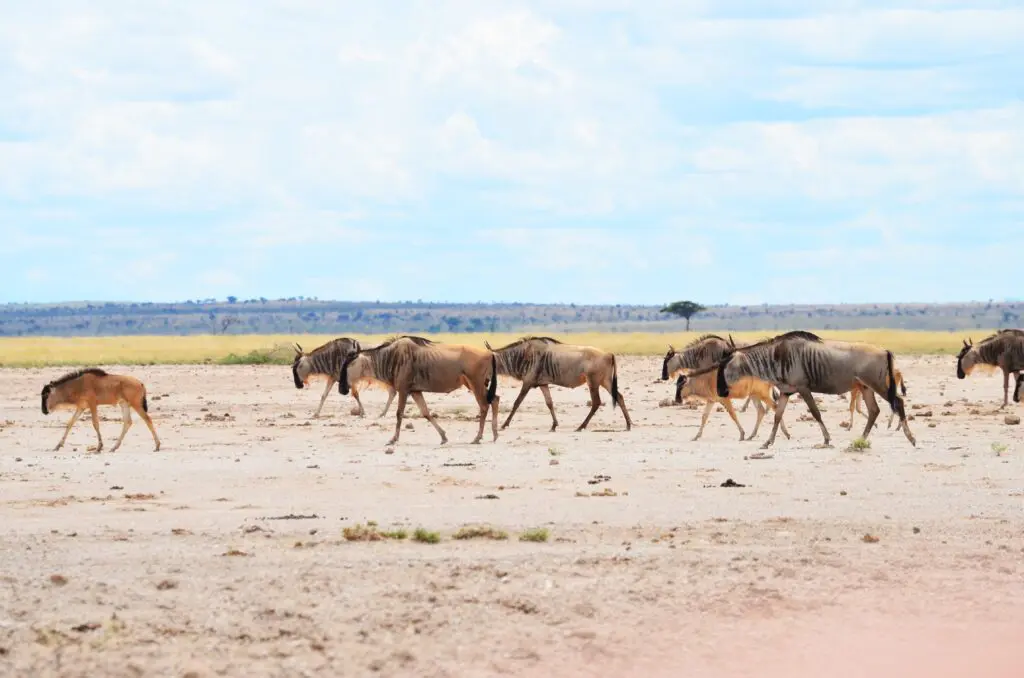Wildebeests On The Move Amboseli National Park