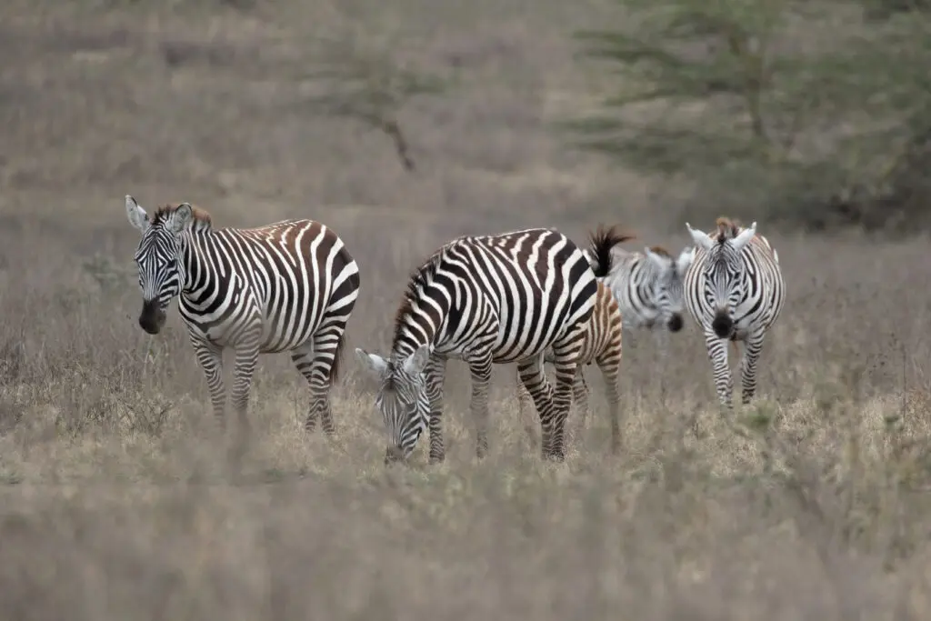 Zebra's