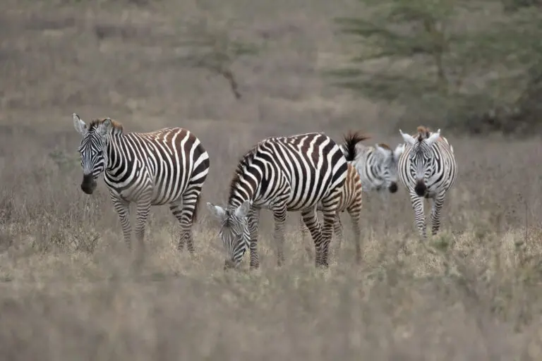 Zebra's