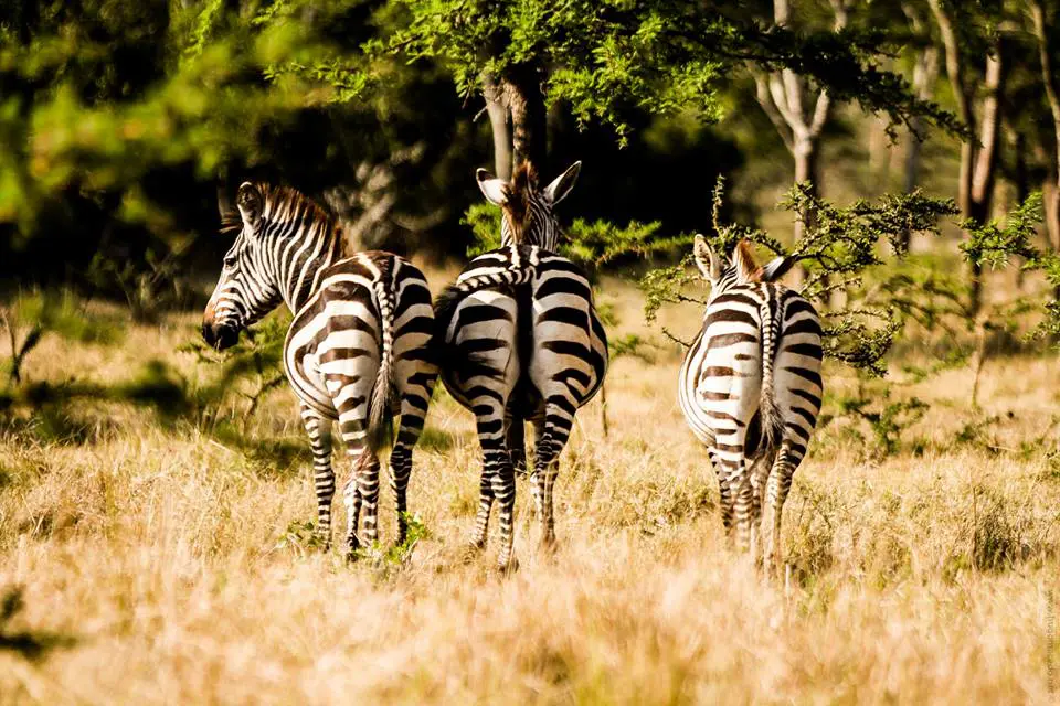 Zebras Lake Mburo Hugo Macedo
