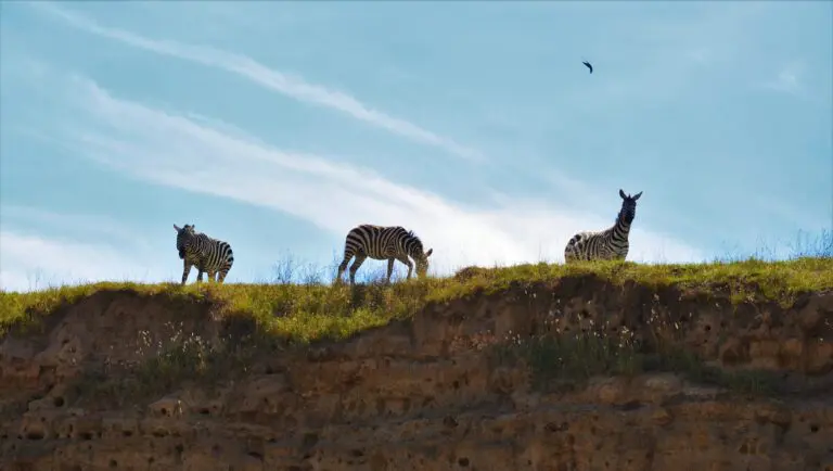 Zebras On The Look Out In Nakuru Np