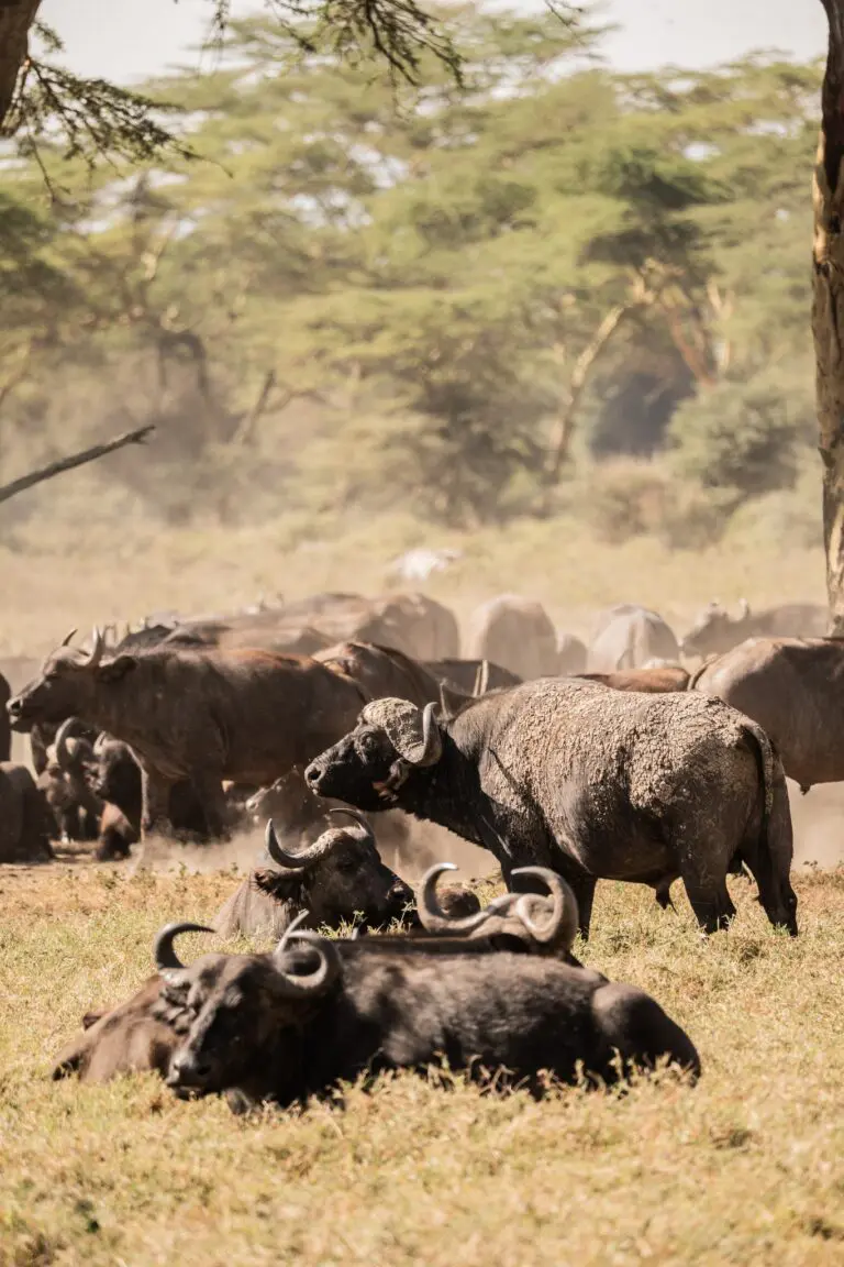 herd of african buffalo in dusty savanna