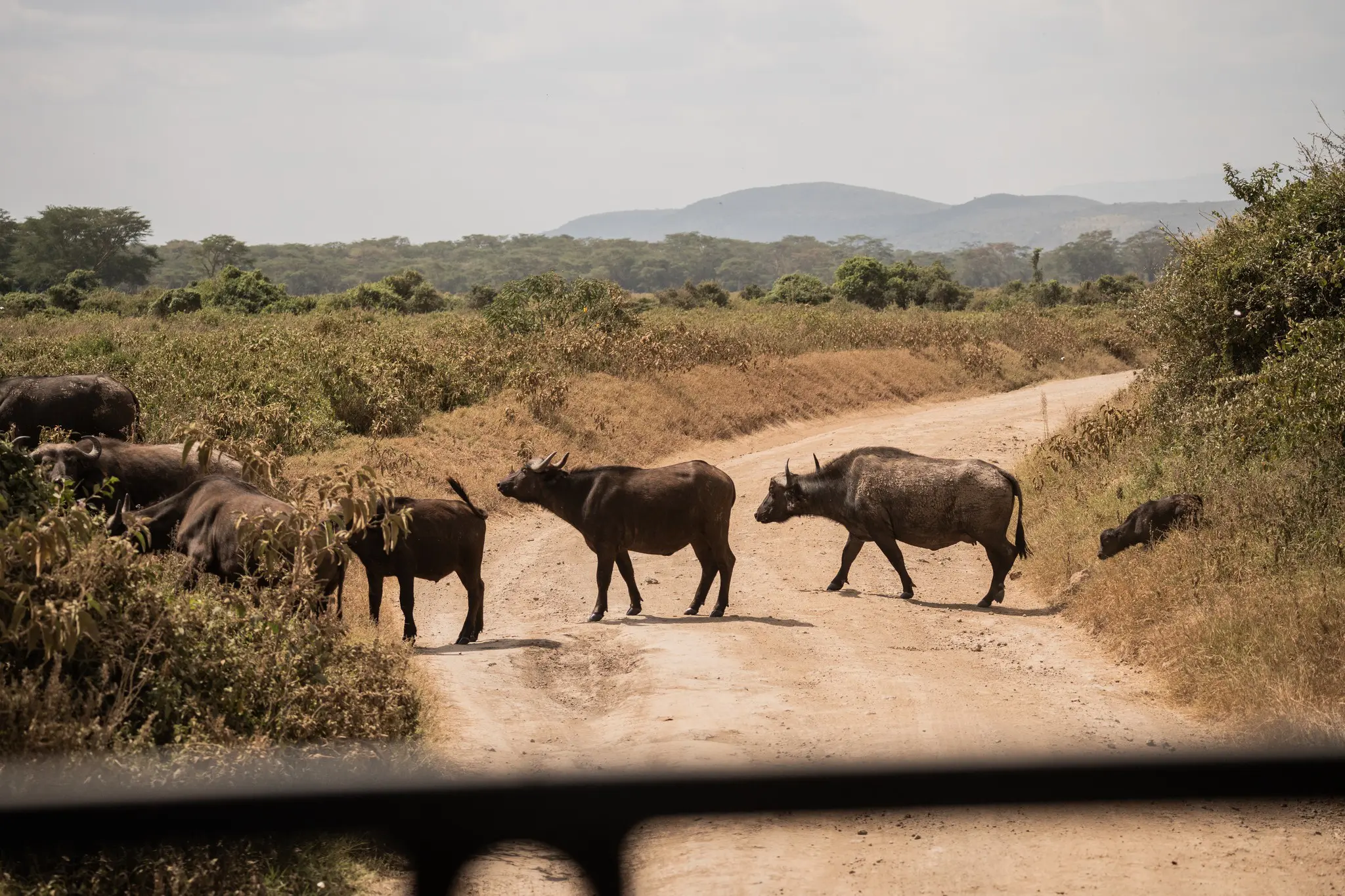 Büffelherde, die eine unbefestigte Straße in einer afrikanischen Landschaft überquert