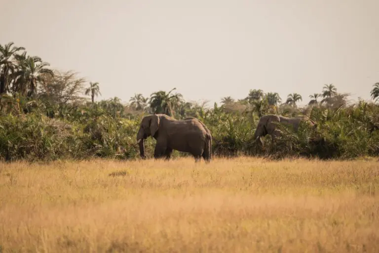 two elephants walking through tall grass in an African landscape