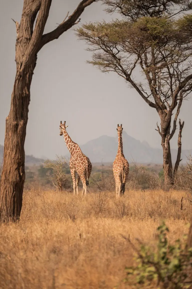two giraffes in dry african savanna landscape