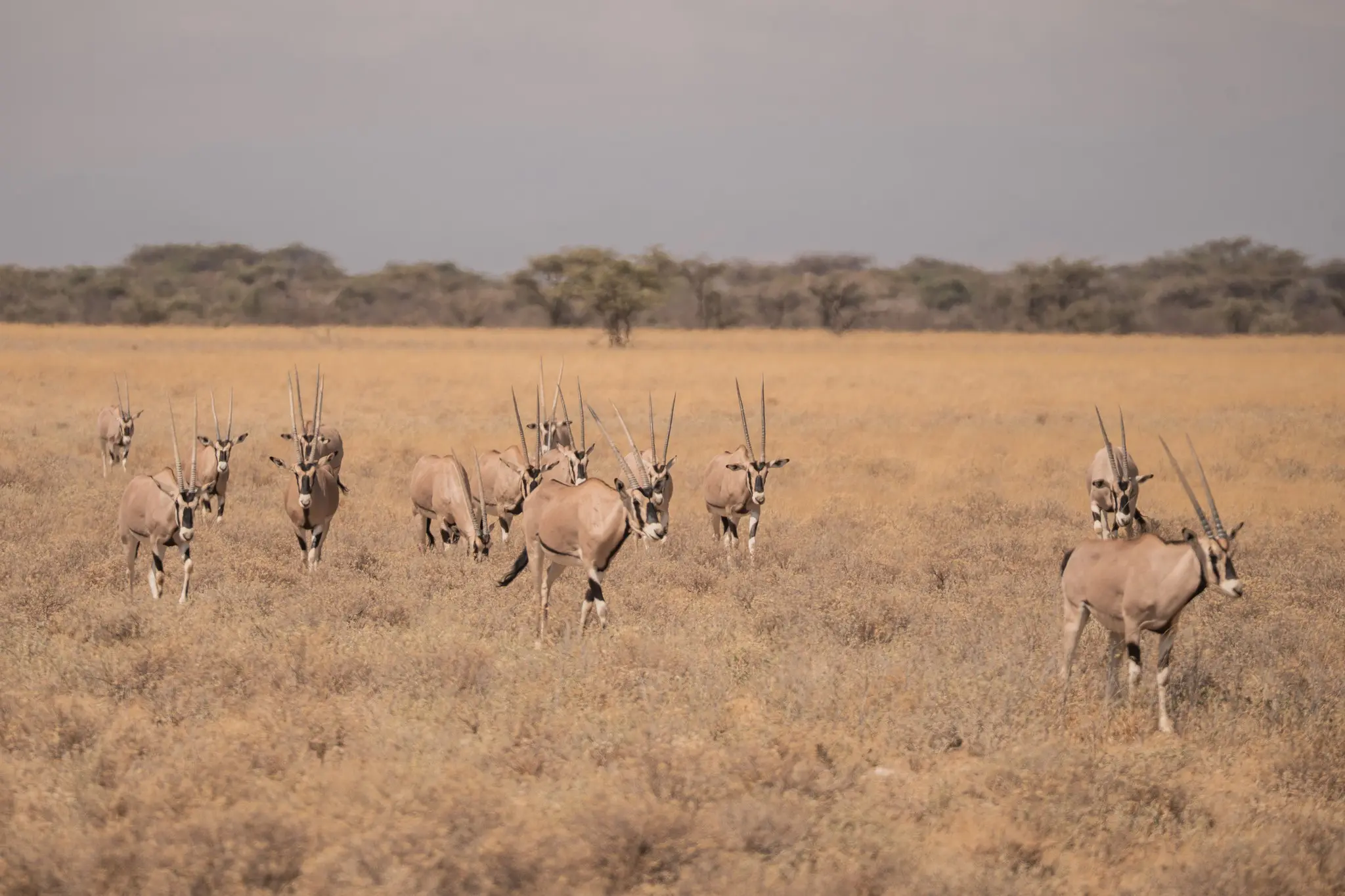 Eine Oryxherde in der trockenen afrikanischen Savanne