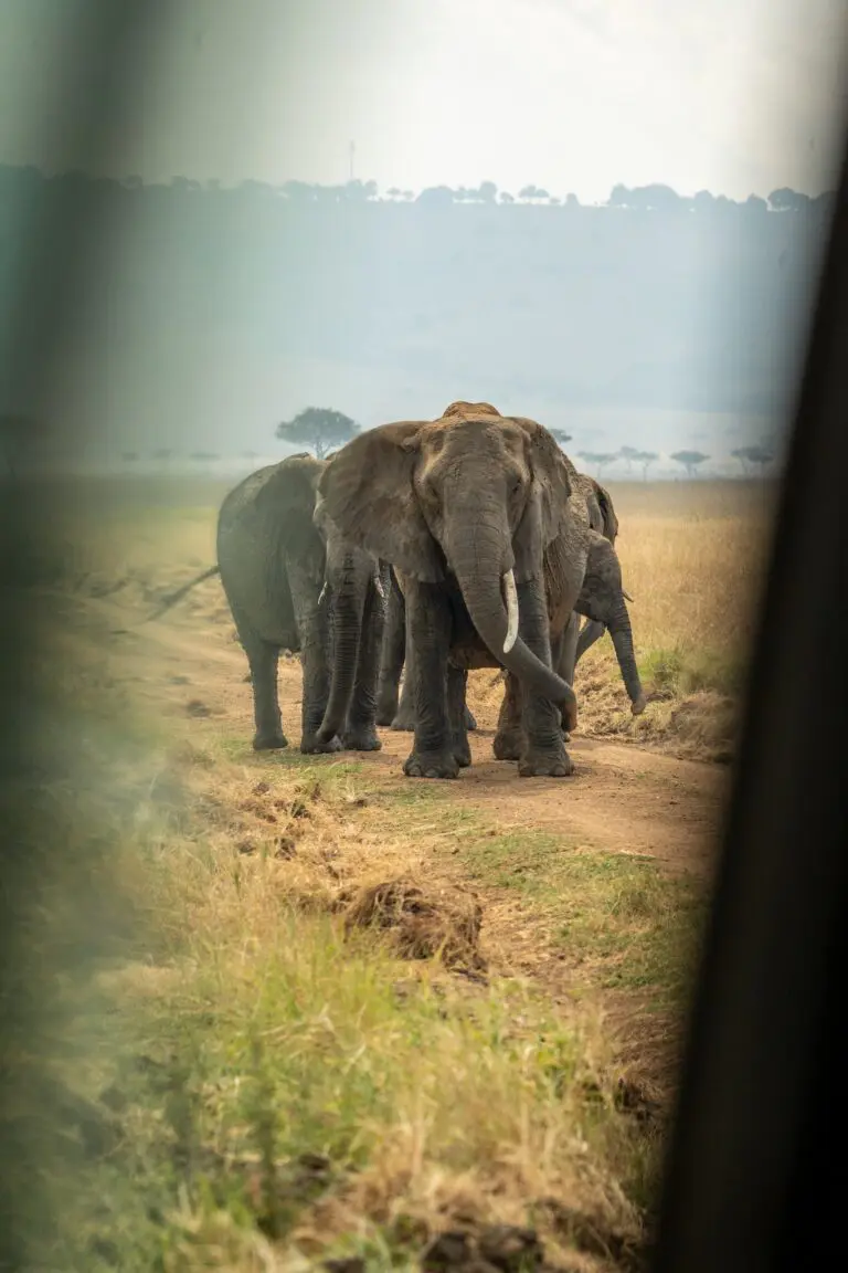 elephants on a dirt road in the African savanna