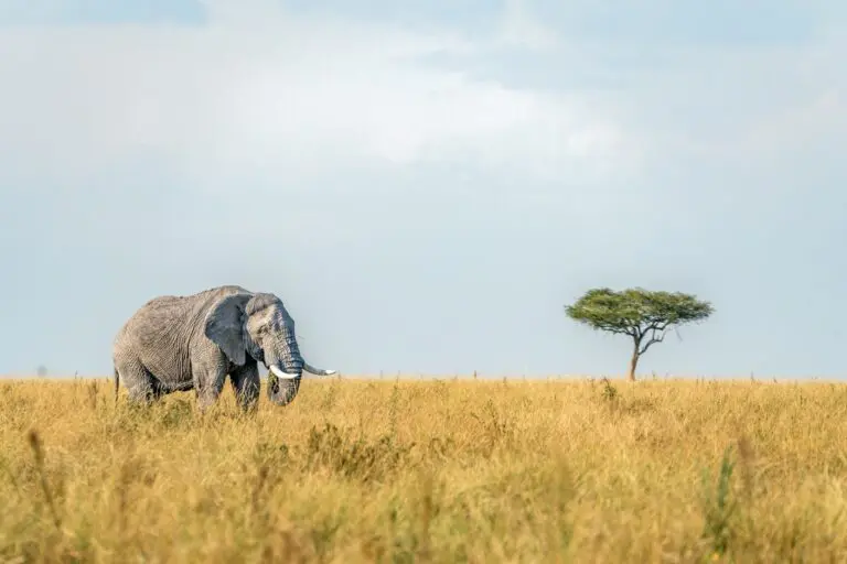 elephant grazing in golden savanna with acacia tree