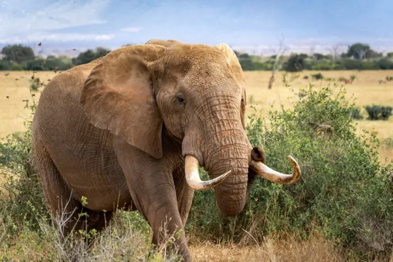 large african elephant with tusks in savanna