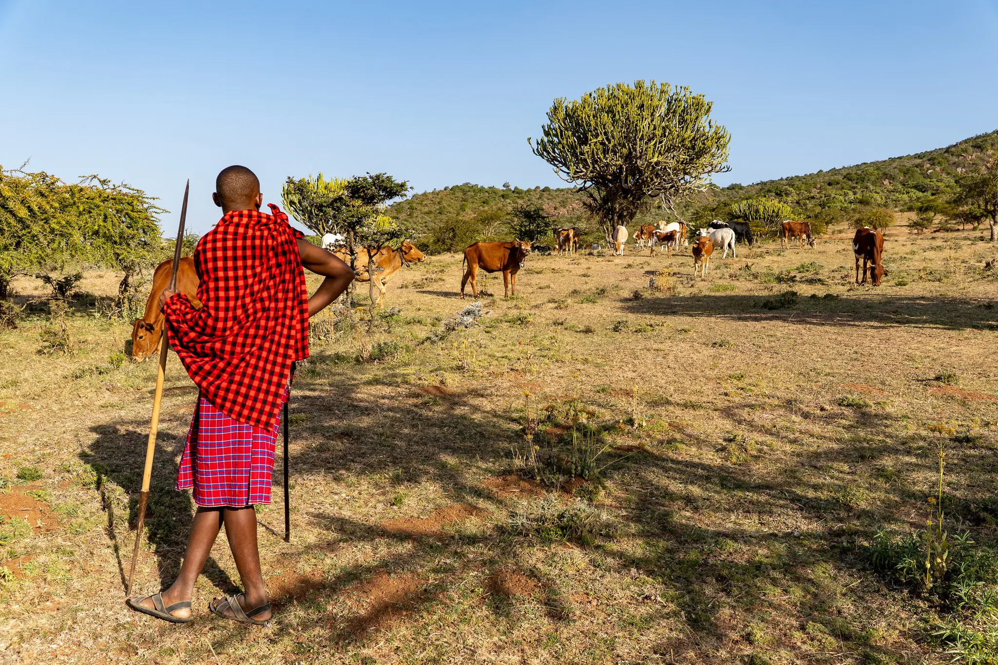 Massai-Mann mit rotem Shuka und Rindern in afrikanischer Landschaft