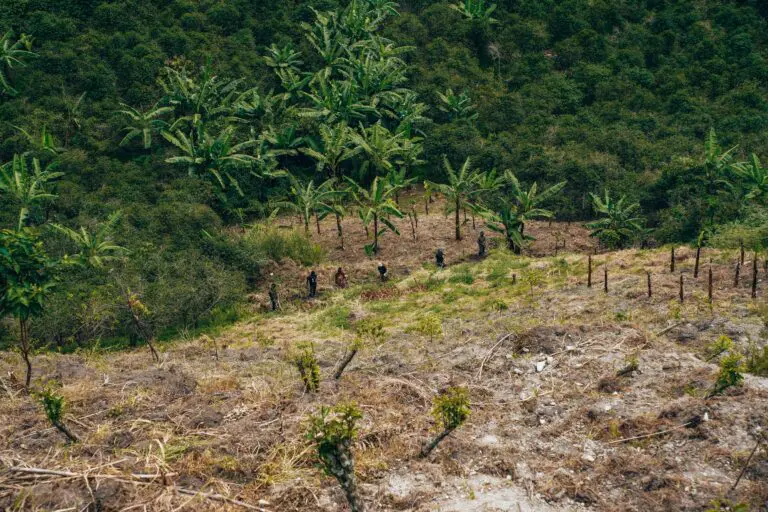 people working on a hillside farm with banana trees in Uganda