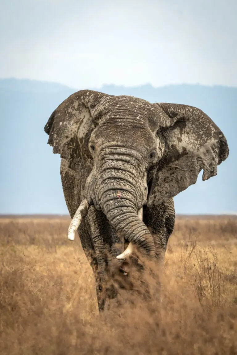 mud-covered elephant walking through dry grass in Tanzania