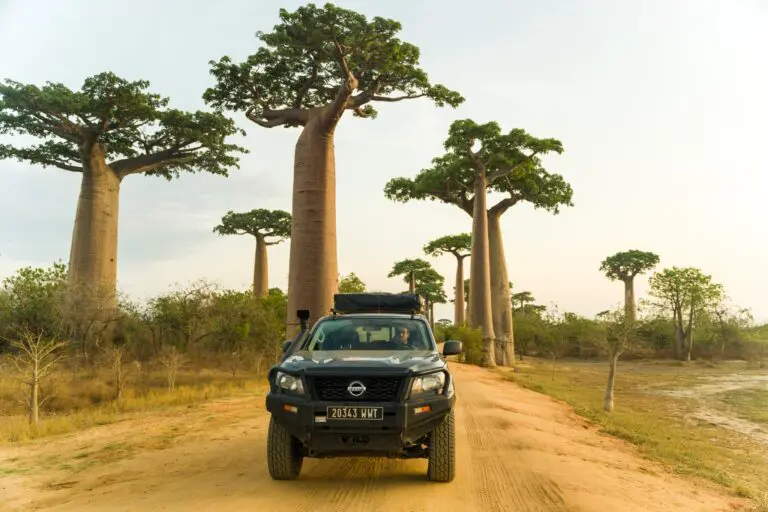4x4 vehicle driving on a dirt road through an avenue of baobab trees in Madagascar