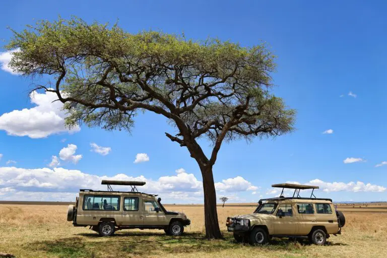 two safari jeeps parked under an acacia tree in Tanzania