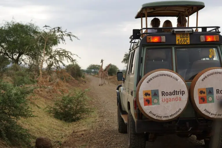 safari jeep with tourists watching giraffes in Uganda