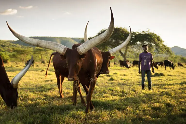 ankole watusi cattle with long horns and a herdsman in Uganda